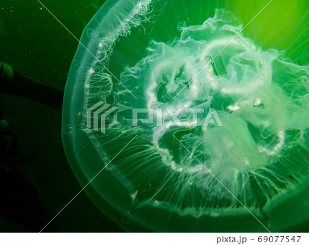 An amazing Jellyfish appears in green isolated in black water. Picture from Oresund, Malmo Sweden. Cold green water An amazing Jellyfish appears in green isolated in black water. Picture from Oresund, Malmo Sweden. Cold green water 69077547