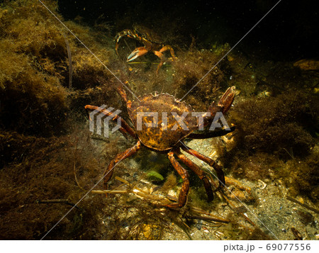 A closeup picture of two crabs getting ready for an underwater crab fight. Picture from Oresund, Malmo Sweden A closeup picture of two crabs getting ready for an underwater crab fight. Picture from Oresund, Malmo Sweden 69077556