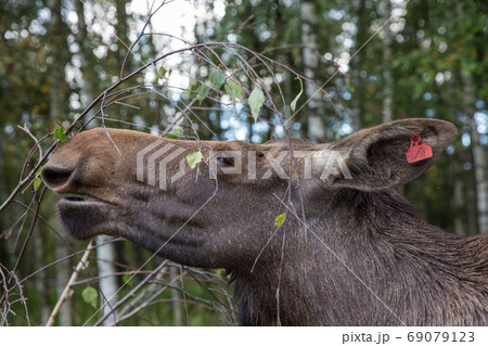 Closeup portrait of funny curious head of a moose or Eurasian elk with big brown eyes and nose 69079123