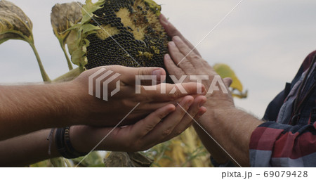 Crop farmers harvesting sunflower seeds 69079428