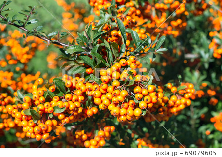 Background with ripe Rowan berries, Mountain ash or Sorbus tree Background with ripe Rowan berries, Mountain ash or Sorbus tree 69079605
