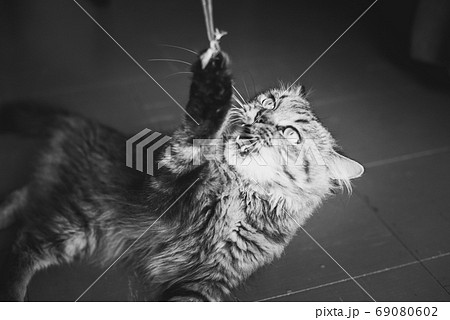 Cat plays with a rope: he caught the end and fiercely pulls it down whereas his master is invisible. Eyes and fangs of predator - this is hunting mood. Black and white photography Cat plays with a rope: he caught the end and fiercely pulls it down whereas his master is invisible. Eyes and fangs of predator - this is hunting mood. Black and white photography 69080602