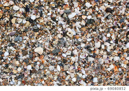 Photo of sea shells background 69080852