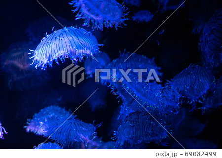 ハナガサクラゲ 69082499