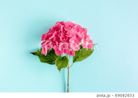 Pink hydrangea flower on the blue background. Flat lay, top view Pink hydrangea flower on the blue background. Flat lay, top view 69082653