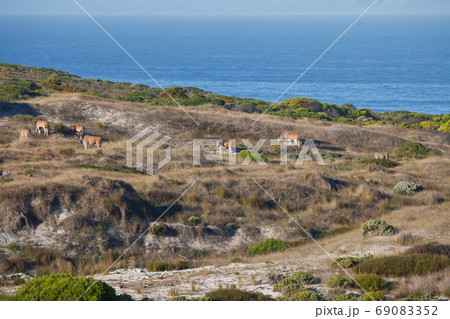 Females with males Eland grazing in the Bush of Africa Females with males Eland grazing in the Bush of Africa 69083352