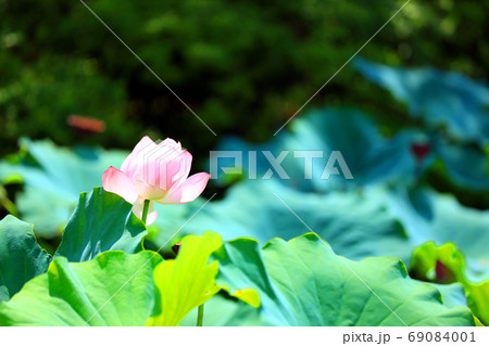 京都市南区の東寺の風景 京都 世界遺産 ハスの花 8月 の写真素材