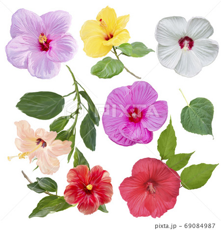 Digital Painting of Hibiscus flowers isolated on white backgroun 69084987