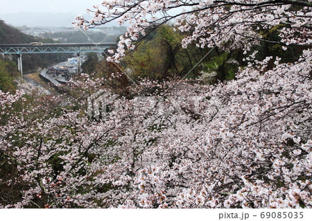 一庫ダムの桜 69085035