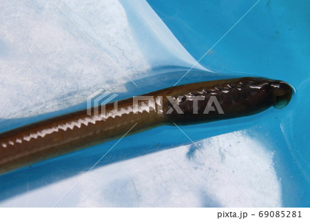 スナヤツメ/ヤツメウナギ(栃木県) スナヤツメ/ヤツメウナギ(栃木県) 69085281