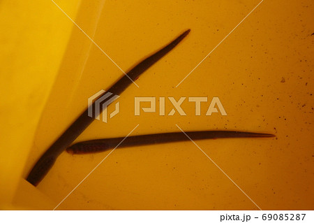 スナヤツメ/ヤツメウナギ(栃木県) スナヤツメ/ヤツメウナギ(栃木県) 69085287