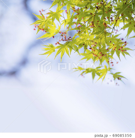 新緑のモミジ コピースペース 新緑のモミジ コピースペース 69085350