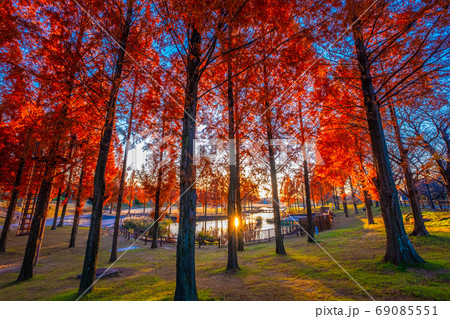 打上川治水緑地の夕景 69085551