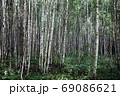 Lots of trees, summer birch green forest 69086621