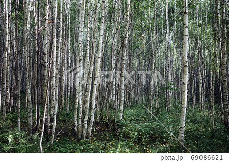 Lots of trees, summer birch green forest 69086621
