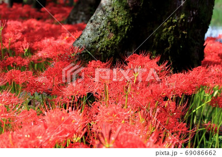 曼殊沙華・20（岐阜県本巣市：やすらぎの里） 69086662