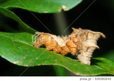 コミスジの幼虫 69086840