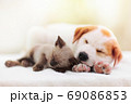 Cat and dog sleeping. Puppy and kitten sleep. 69086853