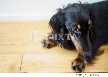 伏せをしてこちらを見つめる犬 69087065