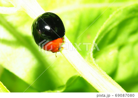 ムネアカオオクロテントウ ムネアカオオクロテントウ 69087080