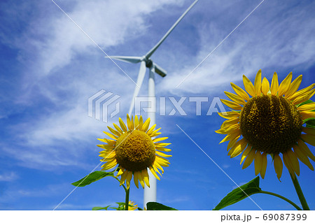 ひまわり　あわら夢ぐるま公園　夏　風力発電 69087399
