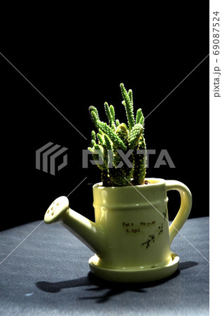 如雨露とサボテン 69087524