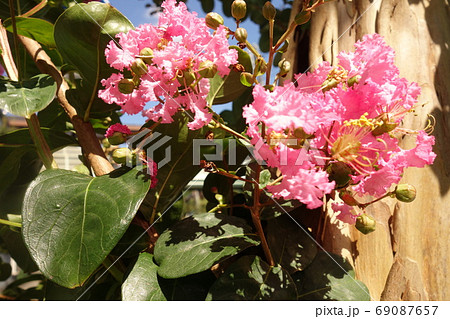 真夏に咲いたピンクの百日紅の花 真夏に咲いたピンクの百日紅の花 69087657
