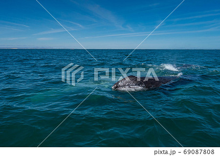コククジラの散歩 コククジラの散歩 69087808