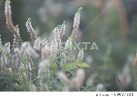 初秋の光の中のマルバハッカ 69087831