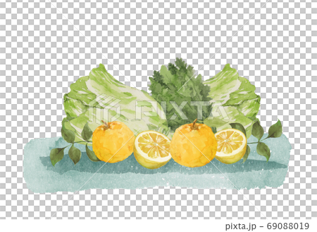 柚子と冬野菜 水彩画のイラスト素材 [69088019] - PIXTA