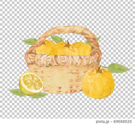 Watercolor painting of citron in a basket Watercolor painting of citron in a basket 69088020