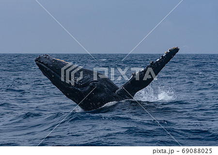 ザトウクジラのブリーチ ザトウクジラのブリーチ 69088025