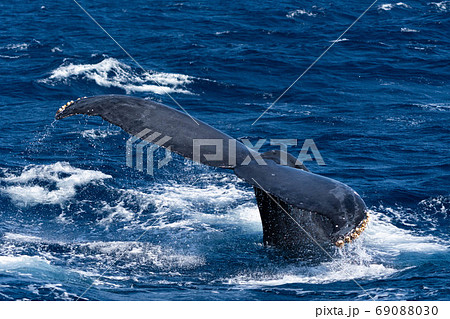 ザトウクジラ のテールの写真素材 [69088030] - PIXTA