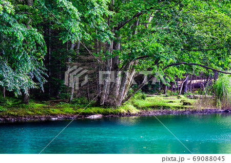北海道足寄町　オンネトー（エメラルドグリーンの湖面と原生林） 69088045