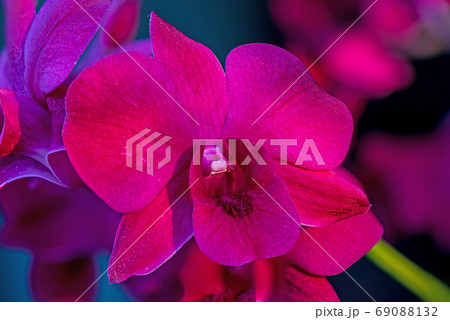 close up purple orchid flower in nature close up purple orchid flower in nature 69088132