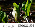 小川の水芭蕉 69088154