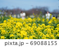 満開の菜の花 69088155