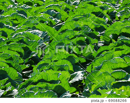 植物写真 高原のキャベツ畑 残暑でも涼風吹く、岩手県奥中山高原のキャベツ畑キャベツ畑 植物写真 高原のキャベツ畑 残暑でも涼風吹く、岩手県奥中山高原のキャベツ畑キャベツ畑 69088266