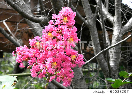 サルスベリの花 69088297