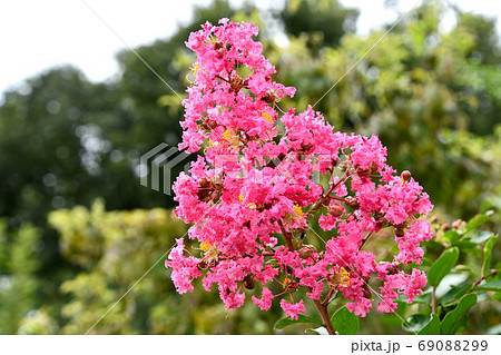 サルスベリの花 サルスベリの花 69088299