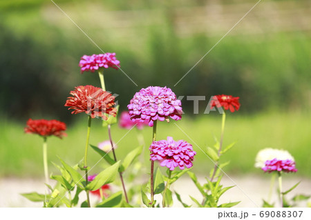 色とりどりの百日草の花　　 69088307