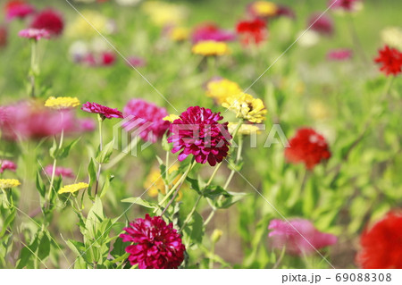 色とりどりの百日草の花　　 69088308