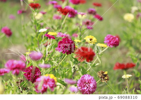 色とりどりの百日草の花　　 69088310