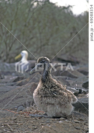 ガラパゴスアホウドリ 69088354