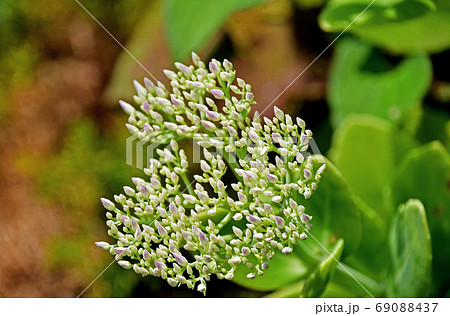 オオベンケイソウの蕾 オオベンケイソウの蕾 69088437
