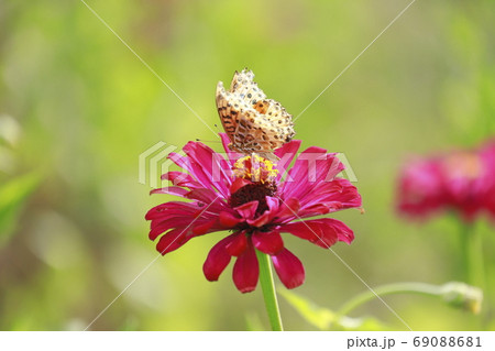 百日草の蜜をすうヒョウモンチョウ 百日草の蜜をすうヒョウモンチョウ 69088681