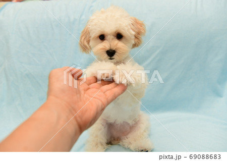 お手をするマルプー 69088683