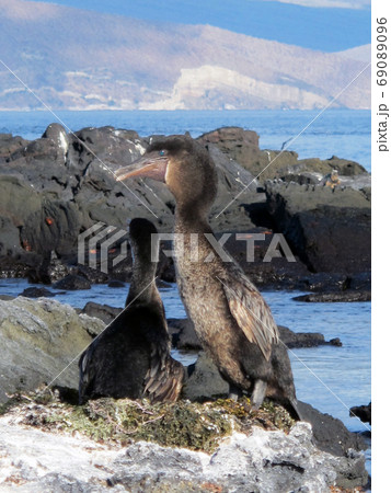 ガラパゴスコバネウ 69089096