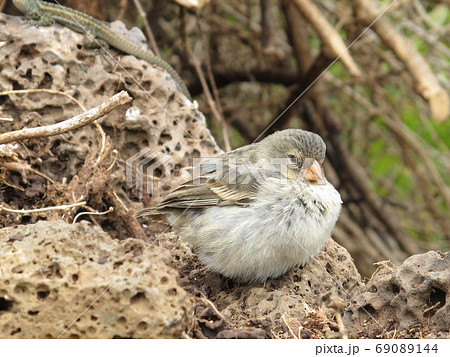 ガラパゴスを代表する鳥 ガラパゴスを代表する鳥 69089144