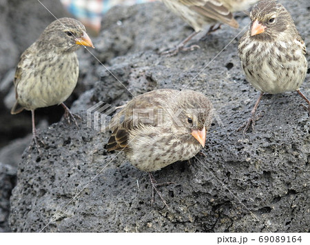 ガラパゴスを代表する鳥 ガラパゴスを代表する鳥 69089164